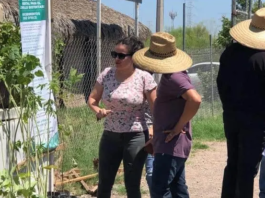 CAJEME REFUERZA SUS ACCIONES DE REFORESTACIÓN CON MÁS DE 33 MIL PLANTAS PRODUCIDAS
